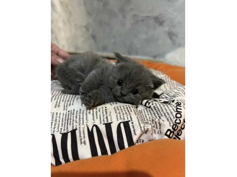 British Shorthair Ve Scottish Yavruları