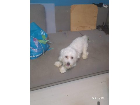 Ücretsiz 1.5 Yaşında Erkek Maltese