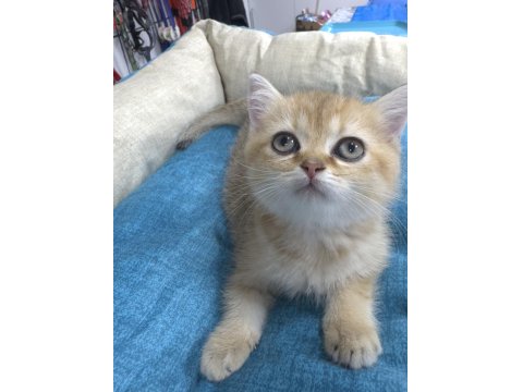 British Shorthair Yavrumuza Yuva Arıyoruz