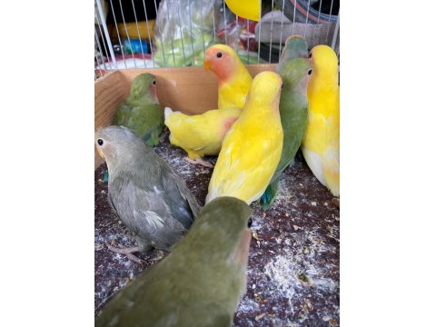 Sağlıklı Yavru Sevda Papağanlar