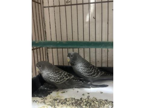 Blackface Muhabbet Kuşu