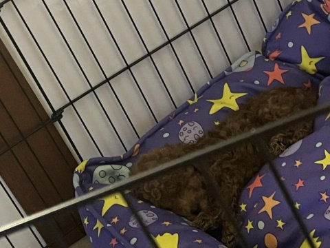 Toy Poodle İç Dış Parazit Aşıları Yapılı 2 Aylık