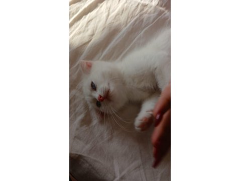 Sahiplendirilmek Üzere Muhteşem Yavru Kediler