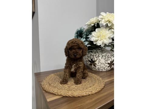 Kore Kan Toy Poodle