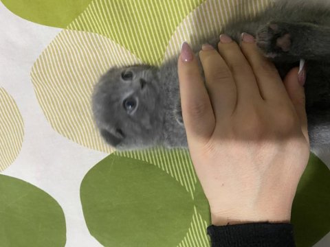 Scottish Fold 15.02.2025 Doğumlu