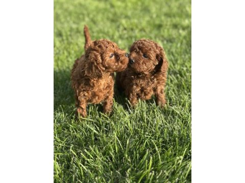 A Kalite Poodle Yavrularımız