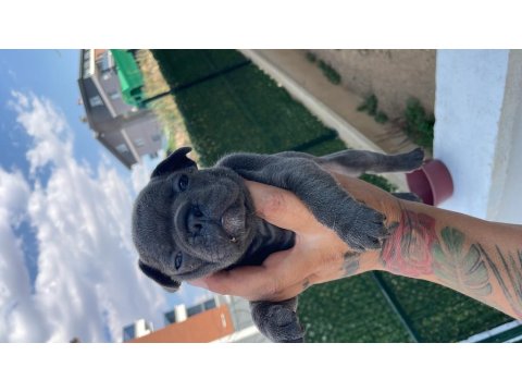 Koca Kafa Mavi Göz Erkek Köpekler