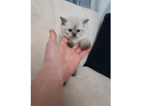 Maviş Kediler Yeni Yuvalarını Arıyor