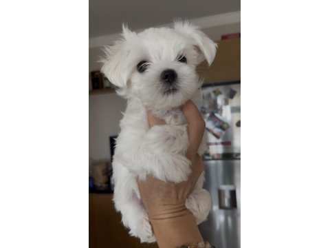 Safkan 0 Numara Kore Maltese