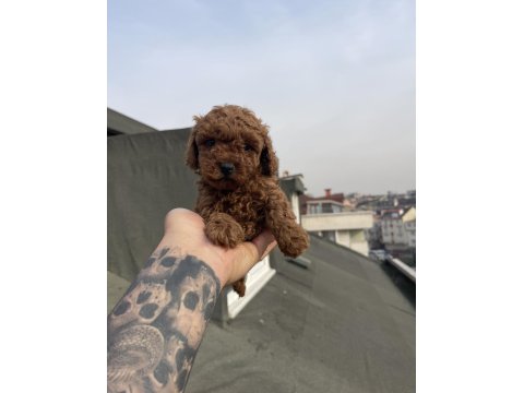 Koyu Kırmızı Toy Poodle Yavru