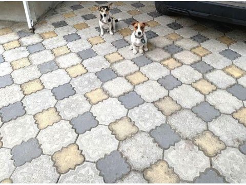 Jack Russell Yavru Köpekler