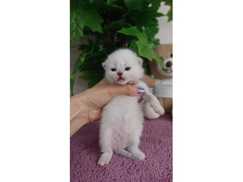 British Shorthair Yavrular
