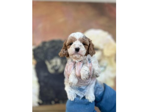 Sevimli Mi Sevimli Maltipoo Yavru