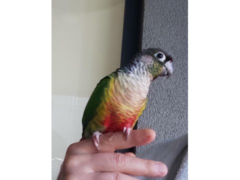 Konur Papağanımız