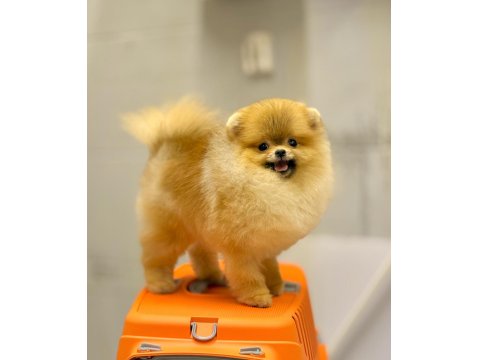 Pomeranian Fci Şecereli Ultra Lux