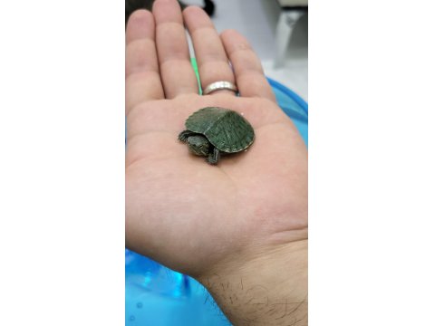 Orijinal Singapur Kırmızı Yanak Kaplumbağa