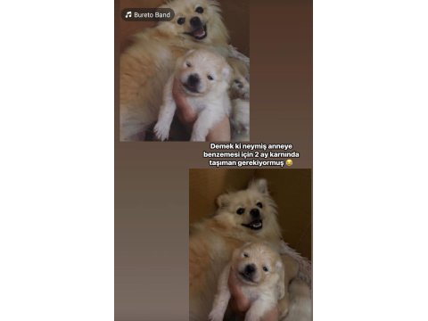 Pomeranian Bebeklerimiz Rezerveye Açıktır