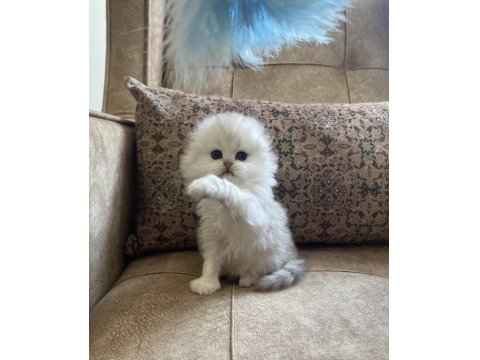 Irk Garantili Scottish Fold Longhair Silver Bebeğimiz