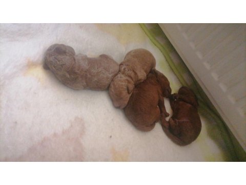 Teacup Küçük Boy Poodle Bebeklerim