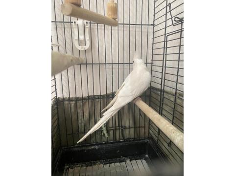 Damızlık Sultan Papağanı