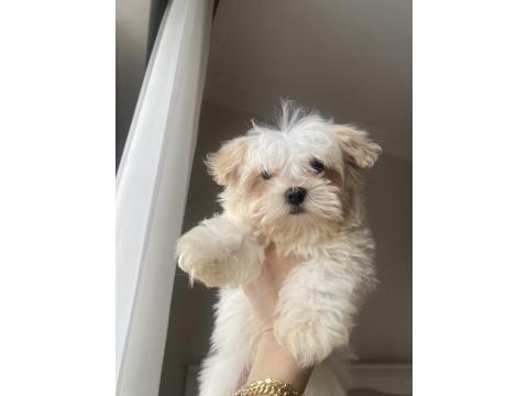 Teacup Maltipoo