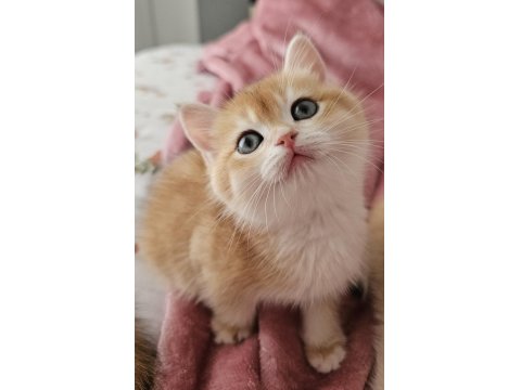 Golden British Shorthair