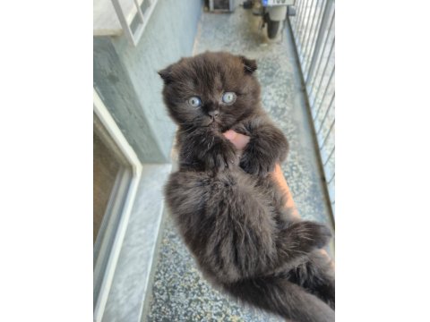 Scottish Fold Cinnamon