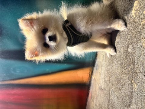 Hera 6 Aylık Pomeranian