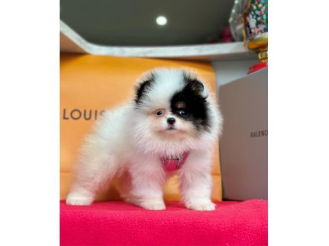 Safkan Pomeranian Boo Yavrular