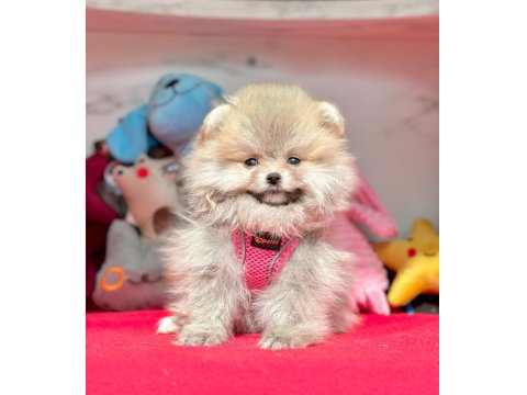 Safkan Pomeranian Boo Yavrular