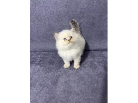 British Longhair Sıcak Kanlı Yavrumuz