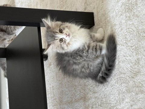 British Longhair 3 Aylık Erkek
