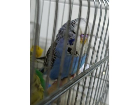 Jumbo Muhabbet Kuşu Yavru