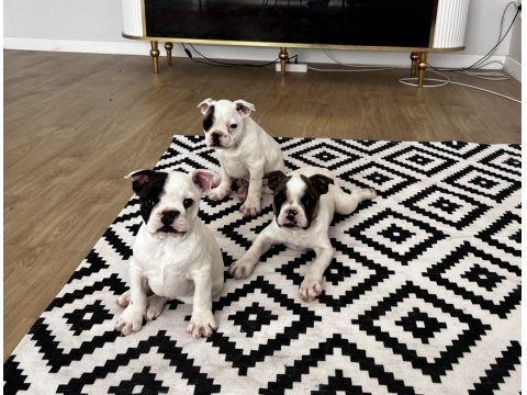 Standart French Bulldog Yavrular