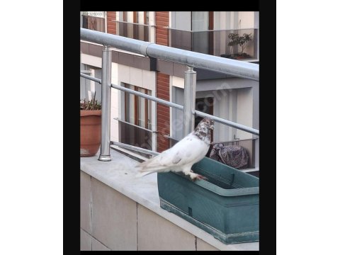 Kırmızı Şallı Erkek Tip Güvercin