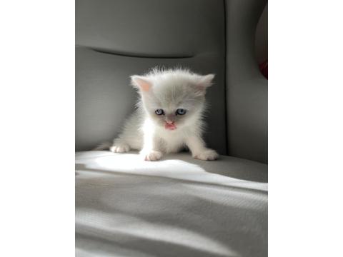 Dişi Güzel British Shorthair Bebeğim