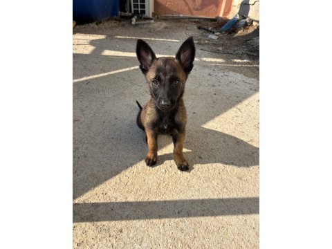 A Kalite Maskeli Belçika Kurdu