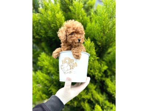 Veteriner Onaylı Poodle Bebekleri