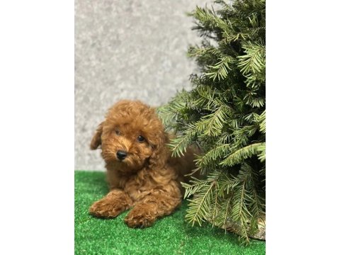 Red Teacup Poodle Yavrularımız