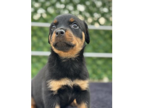 A Şecere Kıf Kayıtlı Rottweiler Yavrularımız