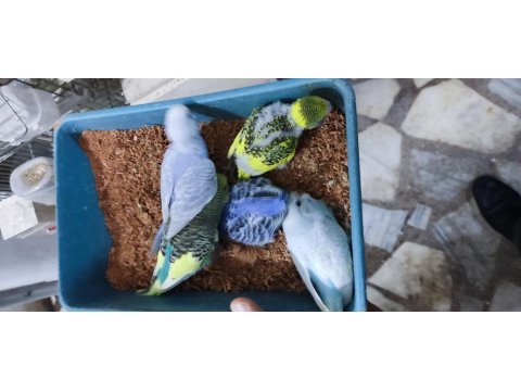 Üretimhanemizden Yavru Muhabbet Kuşları