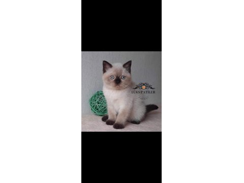 Bitter Çikolata Point British Shorthair