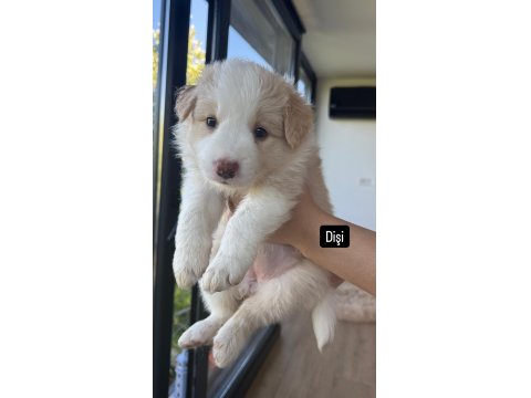 Dişi Border Collie