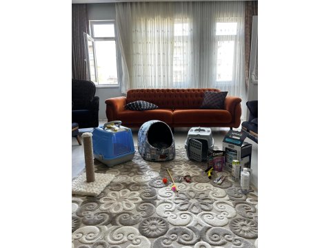 Kedimiz Yeni Sahibini Arıyor