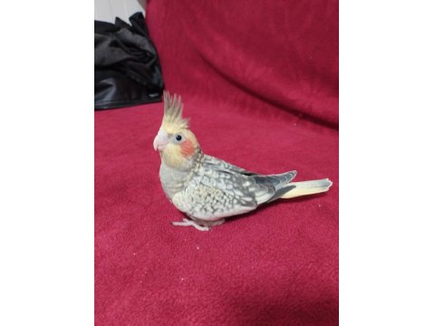 Yavru Sultan Papağanı 30 Günlük