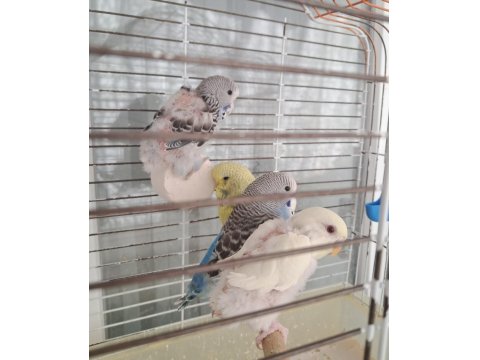 Ücretsiz 4 Adet Yavru Muhabbet Kuşu