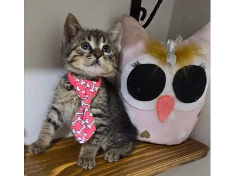 Ücretsiz Tekir Kedimiz