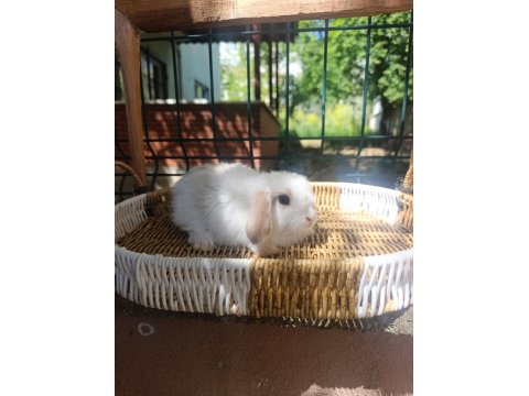 Hollanda Teddy Lop Tavşan Yavrular