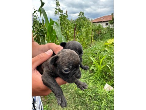 A Kalite French Bulldog Yavruları Yalova