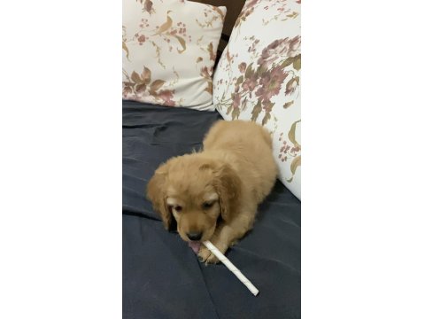 Annesi American Cocker